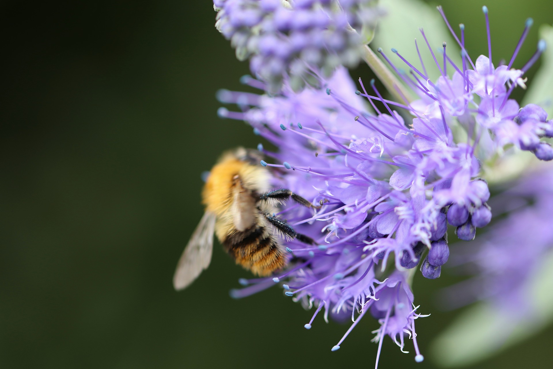Phacelia tanacetifolia