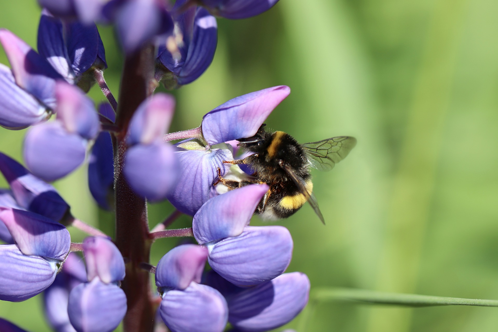 Blaue Lupine (Lupinus angustifolius)